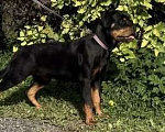 Собаки в других городах Ленинградской области: Питомник ротвейлеров предлагает щенка ротвейлера, суку Девочка, 60 000 руб. - фото 2