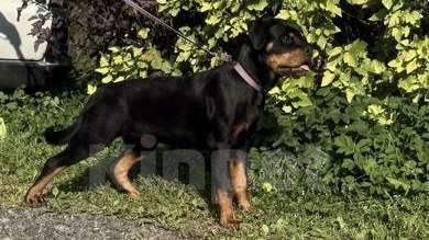 Собаки в других городах Ленинградской области: Питомник ротвейлеров предлагает щенка ротвейлера, суку Девочка, 60 000 руб. - фото 2