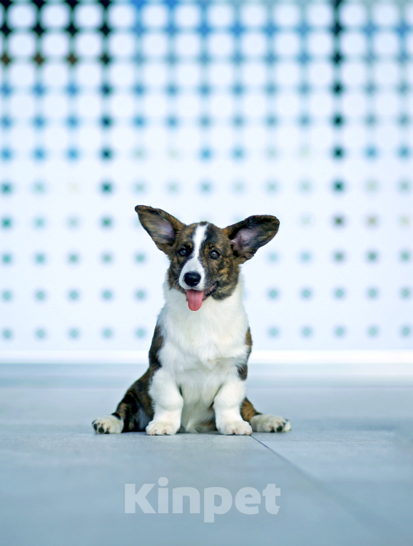 Собаки в Санкт-Петербурге: Великолепный щенок вельш-корги кардиган Девочка, Бесплатно - фото 3