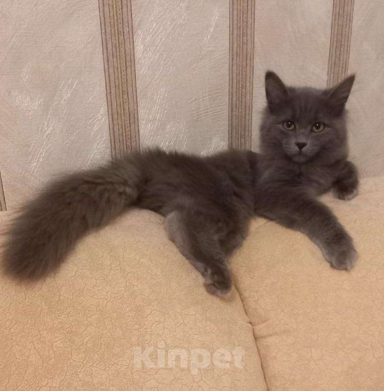 Кошки в Кингисеппе: Маленький белчонок, Бесплатно - фото 1