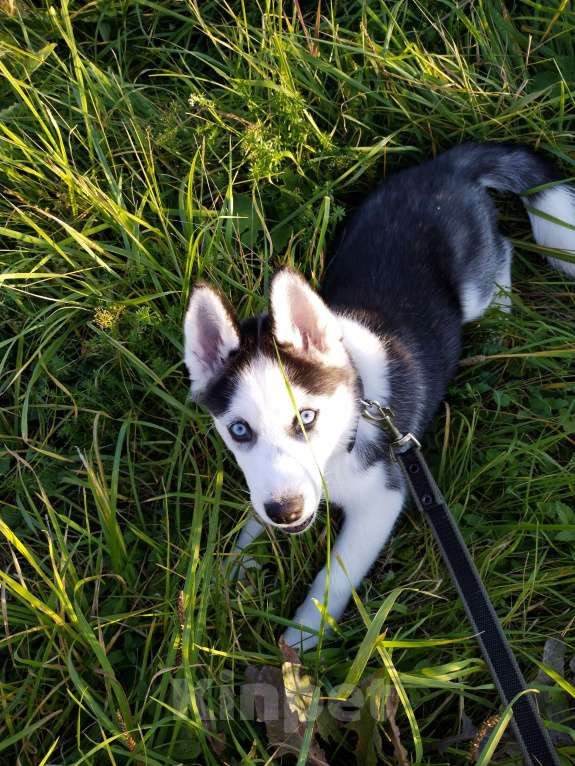 Собаки в других городах Московской области: Отдам Хаски в добрые руки🙏 Девочка, Бесплатно - фото 3