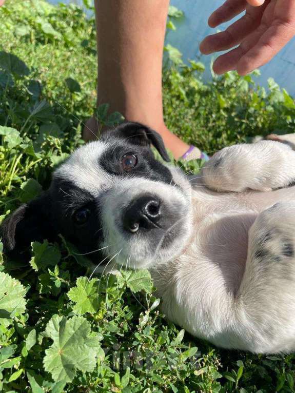 Собаки в Оренбурге: Пропала наша любимая собака Мальчик, Бесплатно - фото 2