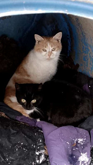 Котик белый с рыжим 