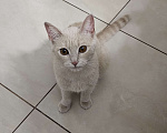 Кошки в Пензе: Стерелизованную кошку 1 год в добрые руки Девочка, 1 руб. - фото 1