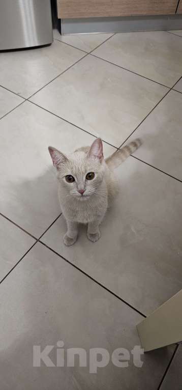 Кошки в Пензе: Стерелизованную кошку 1 год в добрые руки Девочка, 1 руб. - фото 1