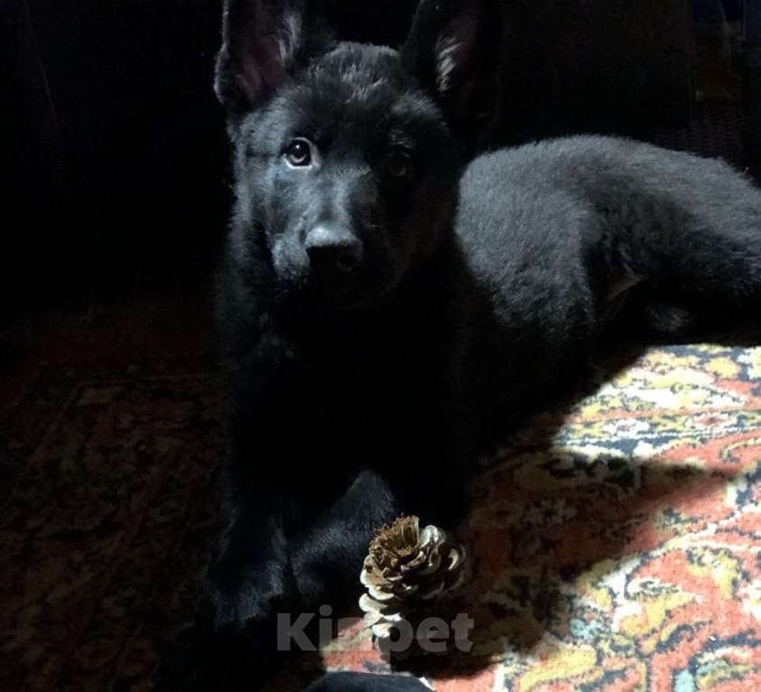 Собаки в Сургуте: Щенок подросток немецкий овчарки рабочего разведения. Девочка, Бесплатно - фото 1