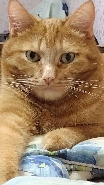 Кошки в Владимире: Отдам в хорошие, добрые руки Мальчик, Бесплатно - фото 1