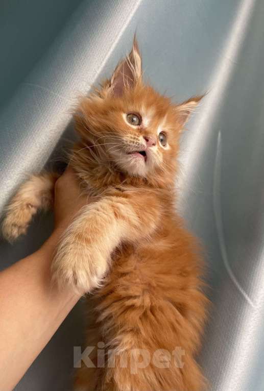 Кошки в Иркутске: Котенок мейн-кун Девочка, 30 000 руб. - фото 1