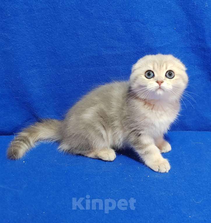 Кошки в Москве: Котик голубой мрамор на золоте Мальчик, 35 000 руб. - фото 1