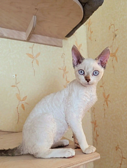 Котенок девон-рекс