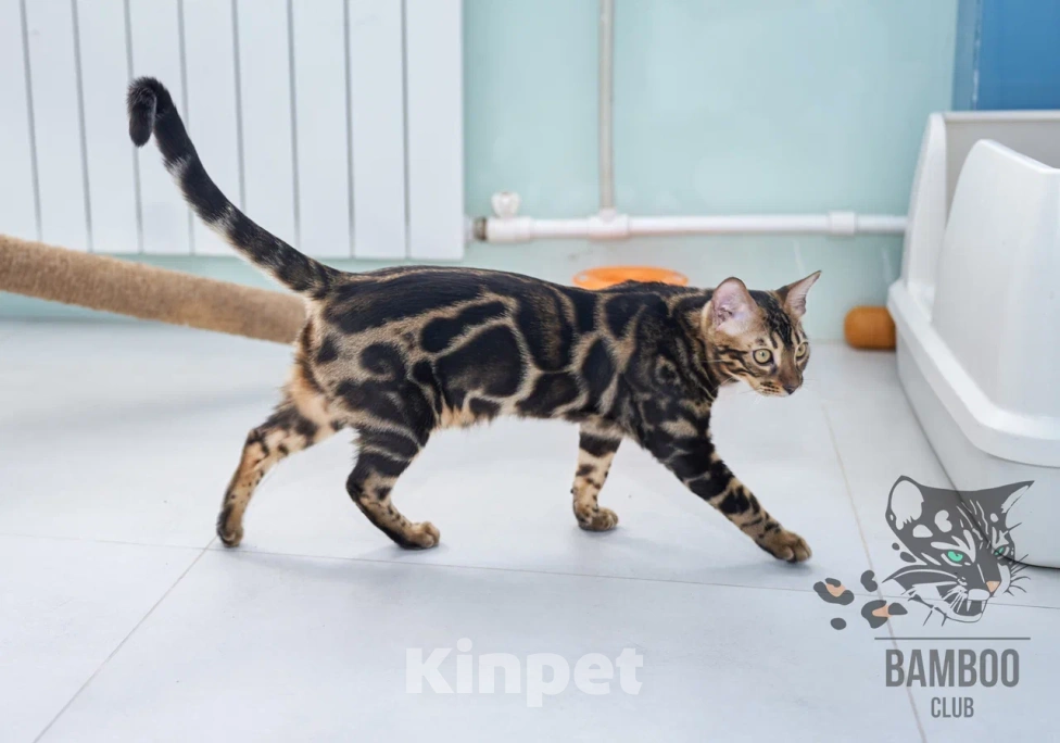 Кошки в Москве: Девочка Olivia Bamboo club Девочка, 60 000 руб. - фото 2