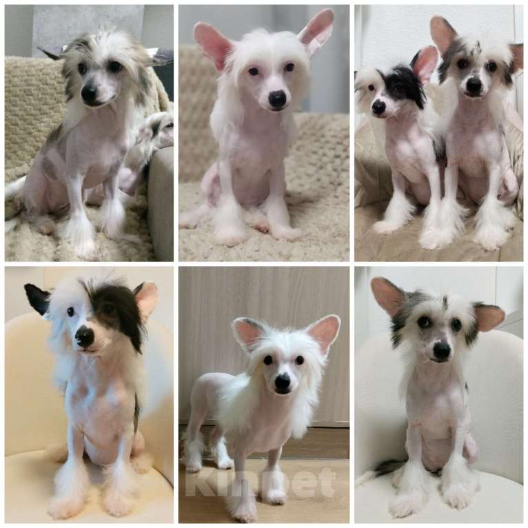 Собаки в Санкт-Петербурге: Девочки китайской хохлатой собаки Девочка, Бесплатно - фото 1