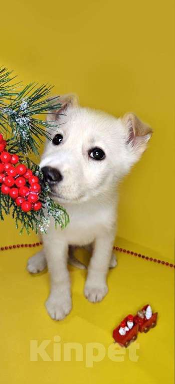 Собаки в Наро-Фоминске: Герцог якутенок команды ппбж Якутска Мальчик, Бесплатно - фото 4