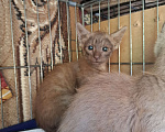 Кошки в Москве: Котёнок с "человеческим лицом" в добрые руки  Мальчик, Бесплатно - фото 7