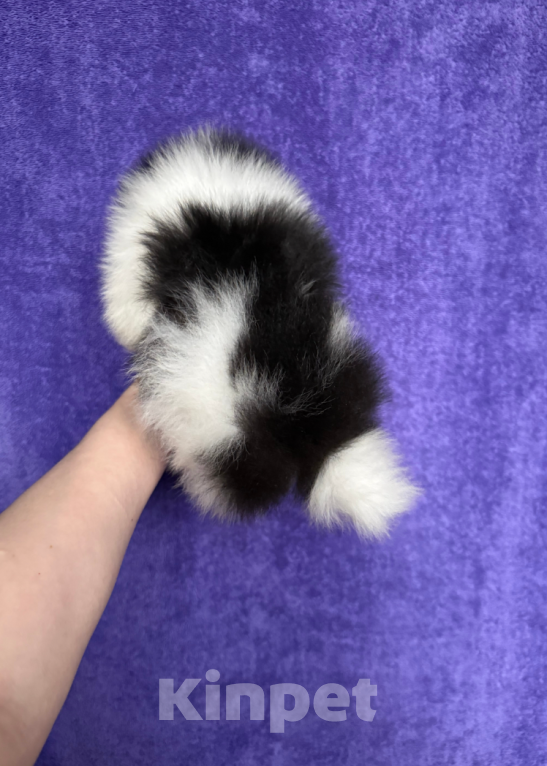 Собаки в Москве: Мальчик триколор Мальчик, 30 000 руб. - фото 2