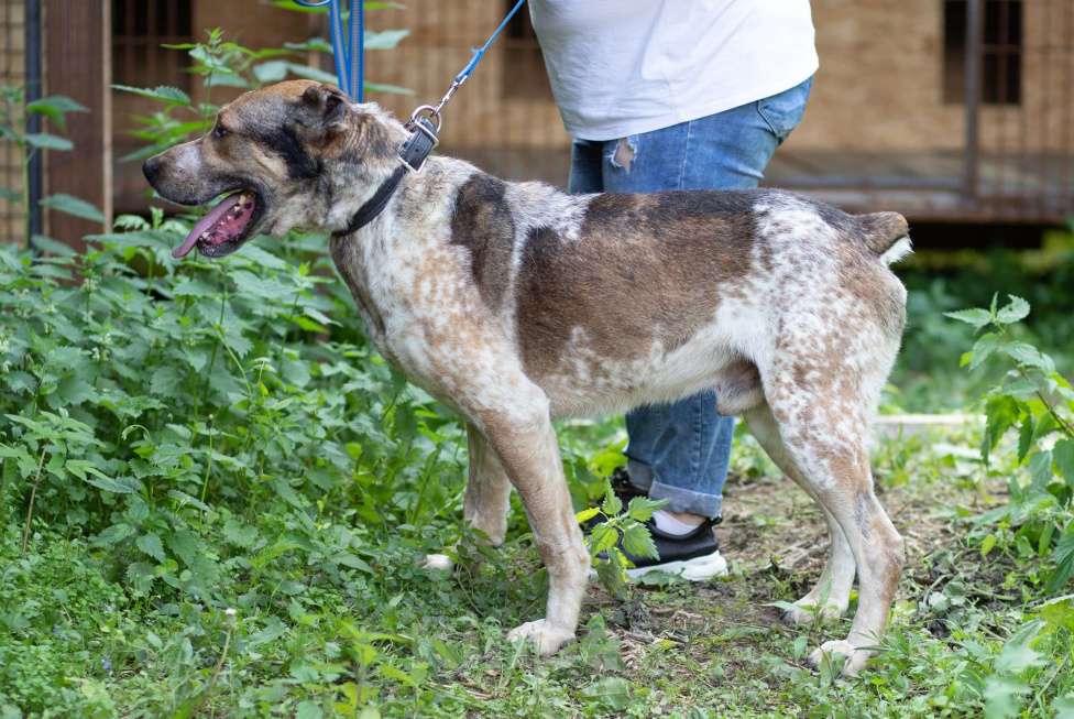 Собаки в Москве: Брэм Мальчик, Бесплатно - фото 4