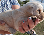 Собаки в Новосибирске: Детки лабрадора!!!  Мальчик, 400 000 руб. - фото 2