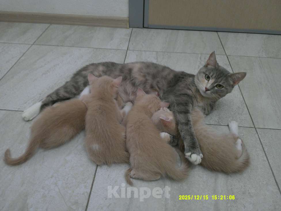 Кошки в Москве: Котята от домашней кошки Мальчик, 500 руб. - фото 6