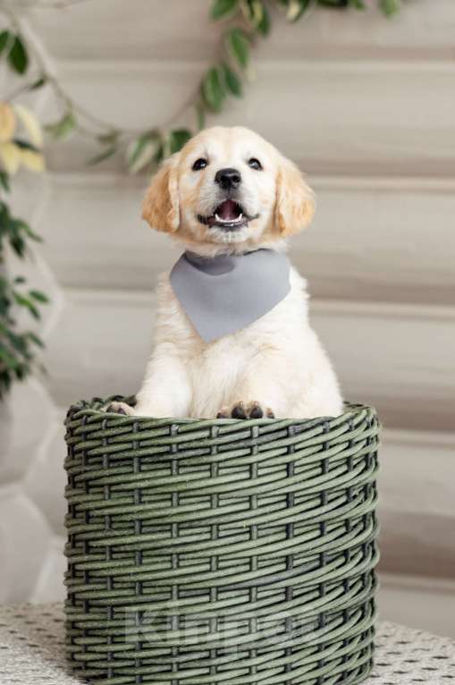 Собаки в Магнитогорске: Щенки золотистого ретривера Мальчик, 50 000 руб. - фото 7