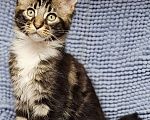 Кошки в Санкт-Петербурге: котята мейн кун Девочка, 40 руб. - фото 6