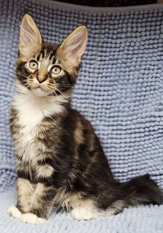 Кошки в Санкт-Петербурге: котята мейн кун Девочка, 40 руб. - фото 6