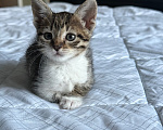 Кошки в Москве: Котенок девочка Девочка, Бесплатно - фото 2