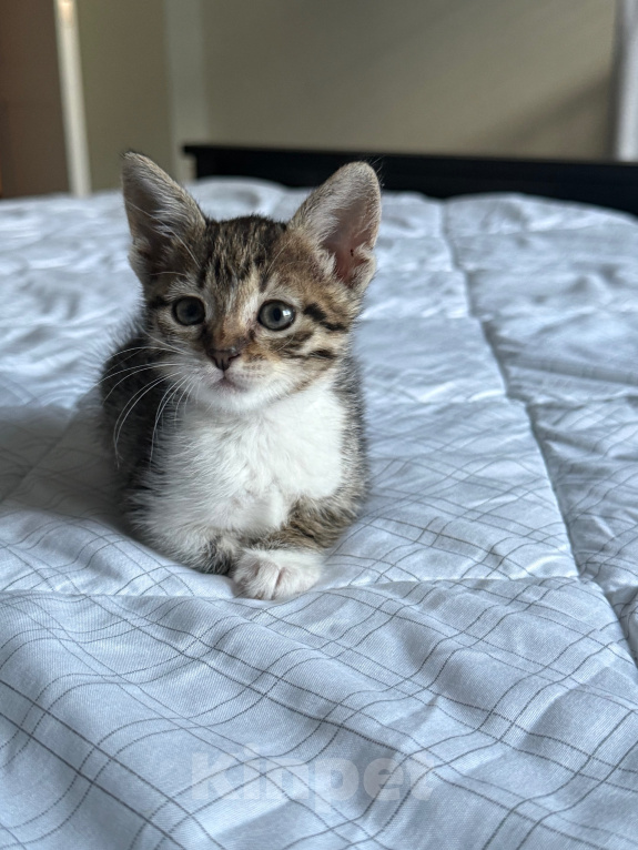 Кошки в Москве: Котенок девочка Девочка, Бесплатно - фото 2