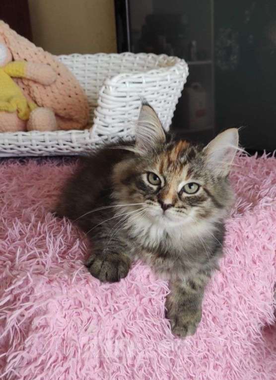 Кошки в Новосибирске: Harley Quinn  Девочка, 70 000 руб. - фото 10