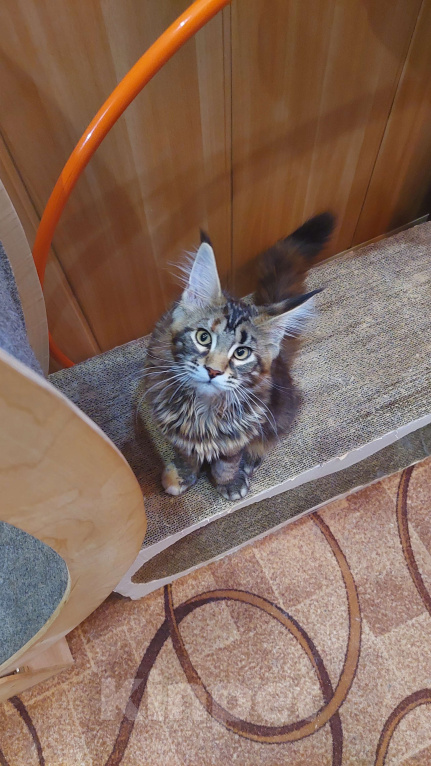 Кошки в Озерске: Красотка - черепашкa Девочка, 35 000 руб. - фото 3