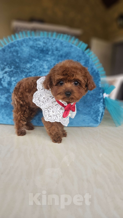 Собаки в Москве: Ти-кап пудель Мальчик, 200 000 руб. - фото 5