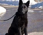 Собаки в Москве: Чёрная немецкая овчарка, крови ГДР. Девочка, Бесплатно - фото 5