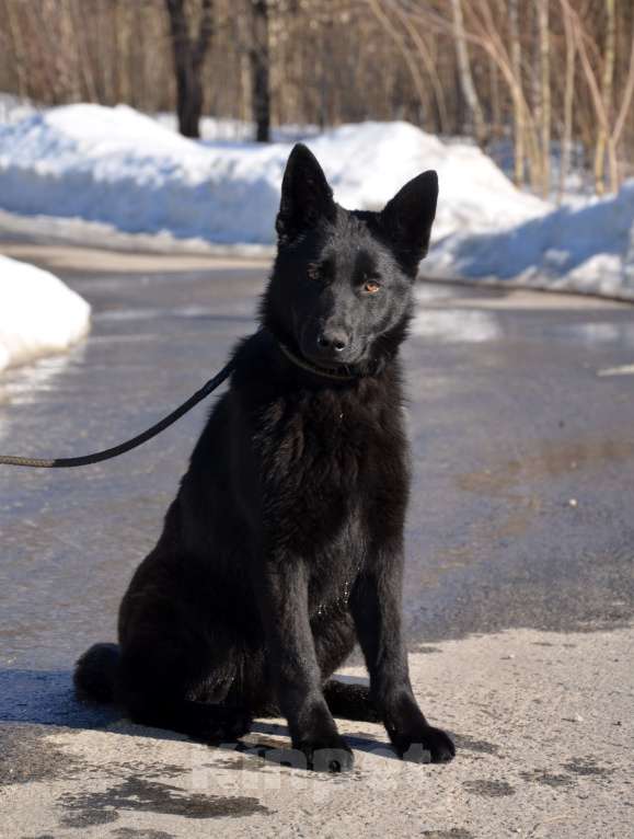 Собаки в Москве: Чёрная немецкая овчарка, крови ГДР. Девочка, Бесплатно - фото 5