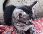 Кошки в Волгограде: котёнок в добрые руки Мальчик, Бесплатно - фото 3