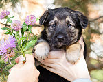 Собаки в Москве: Щенок-мальчик в добрые руки Мальчик, Бесплатно - фото 8