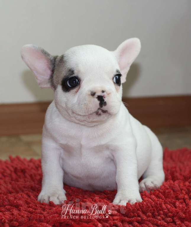 Собаки в Санкт-Петербурге: Щенки французского бульдога, мальчик и девочки Разнополые, 35 000 руб. - фото 7