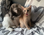Кошки в Перми: котенок в добрые руки Мальчик, Бесплатно - фото 3