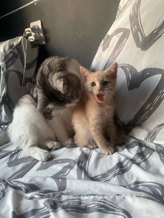 Кошки в Перми: котенок в добрые руки Мальчик, Бесплатно - фото 3