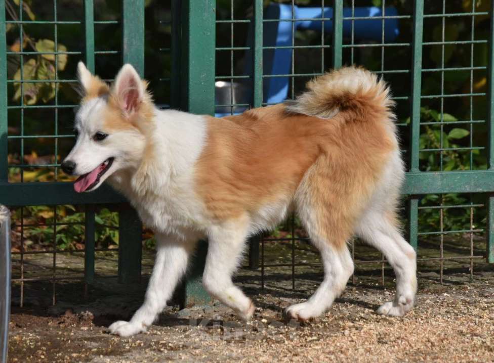 Собаки в Москве: Ненецкая оленегонная лайка, сука Ариша.  Девочка, 60 000 руб. - фото 3