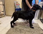 Собаки в Дмитрове: Щенок Кане Корсо Девочка, 70 000 руб. - фото 4