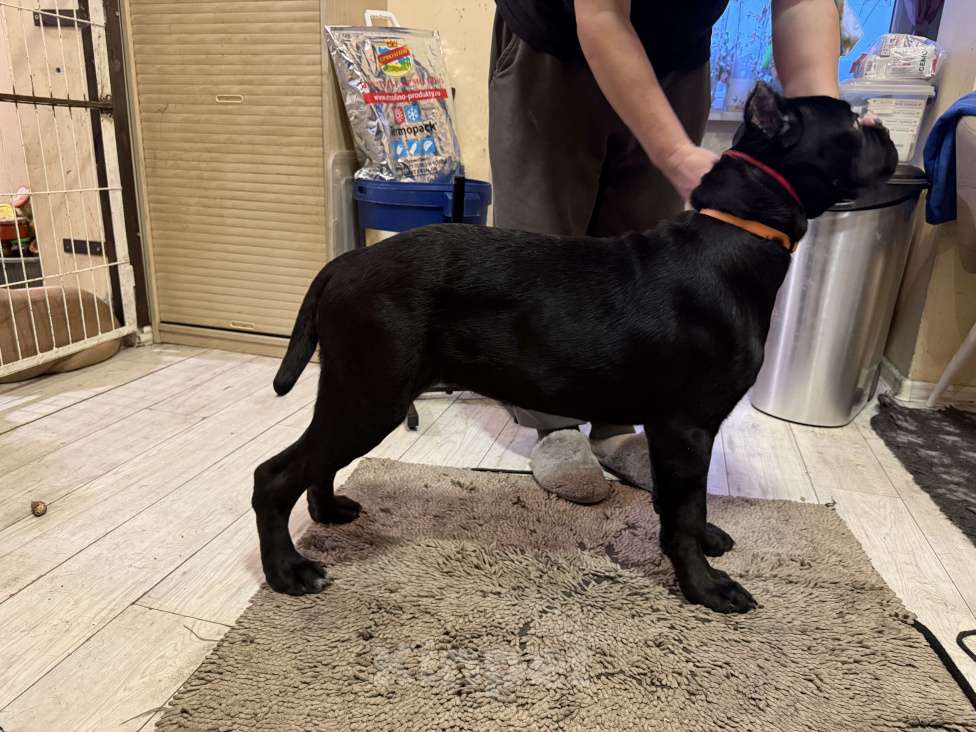 Собаки в Дмитрове: Щенок Кане Корсо Девочка, 70 000 руб. - фото 4