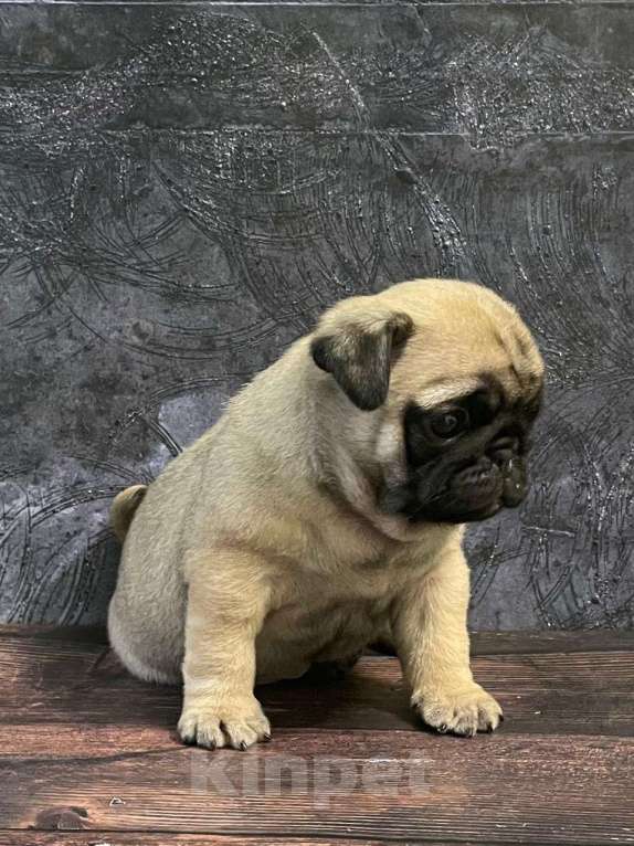 Собаки в Москве: Очаровательные девочки мопса Девочка, 50 000 руб. - фото 5