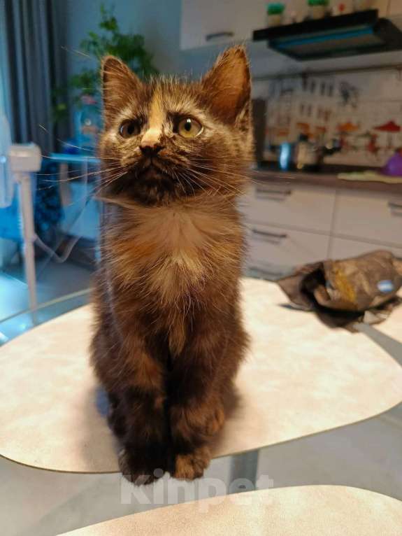 Кошки в Москве: Отдам в добрые руки Девочка, Бесплатно - фото 8