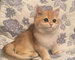 Кошки в Касимове: Золотая шиншилла., 100 руб. - фото 3