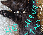 Кошки в Москве: Котенок Магги, 2 месяца, окрас черный мрамор Девочка, Бесплатно - фото 8