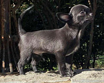 Собаки в Ялте: Щенки чихуахуа Мальчик, 25 руб. - фото 2