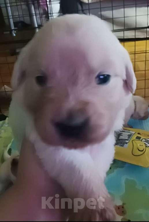 Собаки в Казани: Щенки Золотистого ретривера Мальчик, 40 000 руб. - фото 2