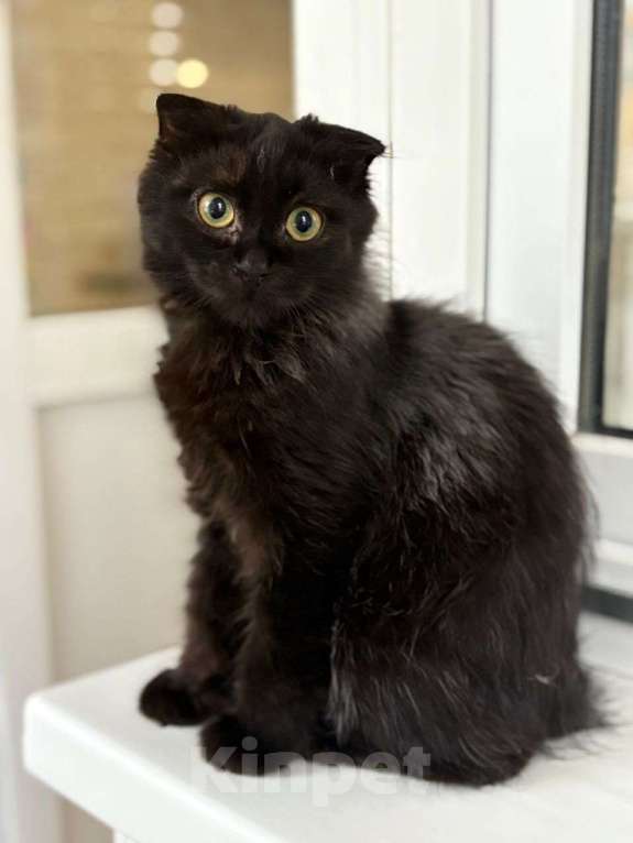 Кошки в Москве: Котенок вислоушка в добрые руки  Девочка, Бесплатно - фото 1