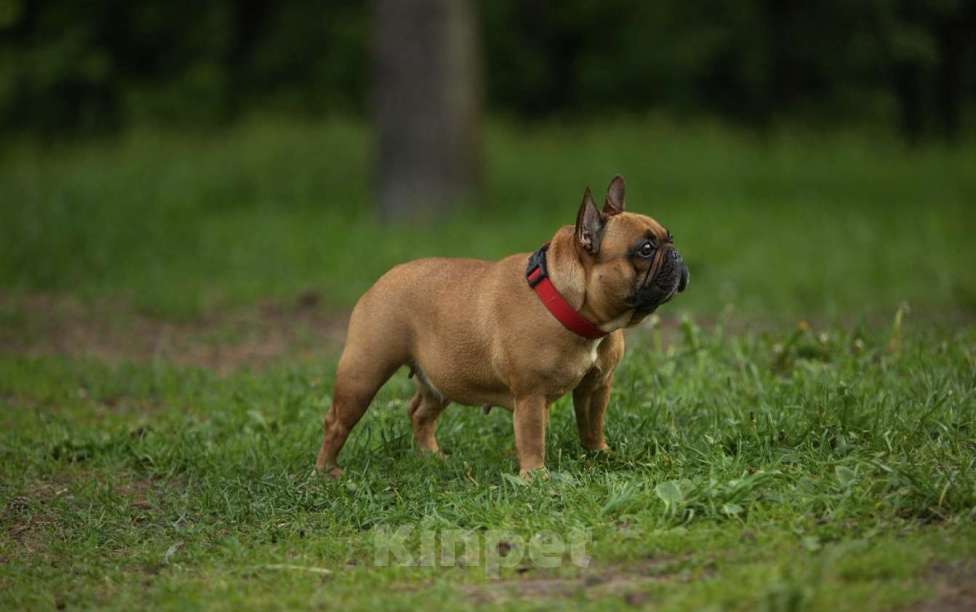 Собаки в Москве: Французская булочка Мальчик, 50 000 руб. - фото 4