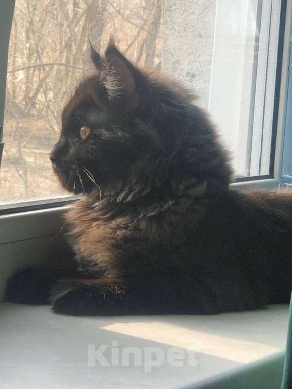 Кошки в Новосибирске: Котенок Мейн-кун Девочка, 5 000 руб. - фото 2