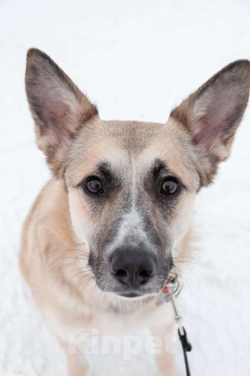 Собаки в Ногинске: Криста- небольшая собачка в поисках семьи Девочка, Бесплатно - фото 10